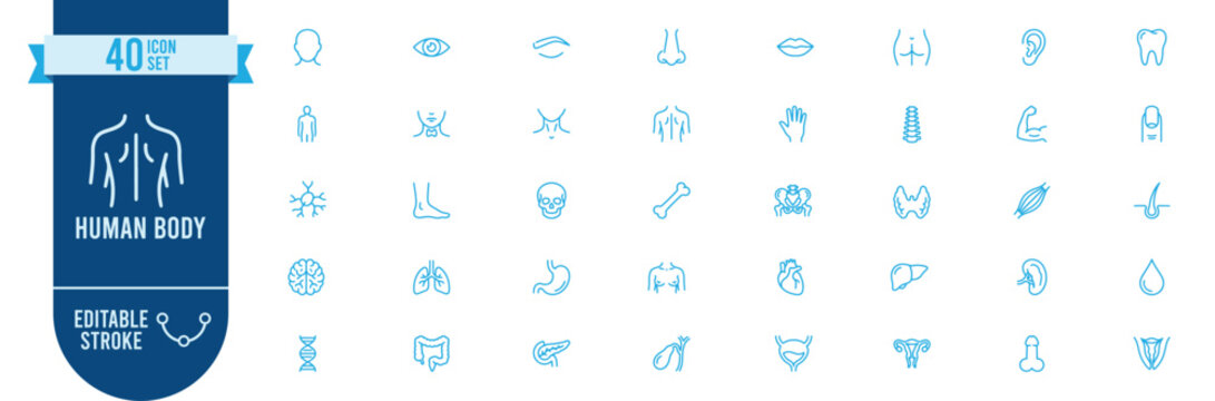 Human body icon set. Contains icons related to eye, ear, brain, heart, lungs, kidney, spine, muscle, DNA, stomach, bone, liver, tooth and more. Editable stroke.