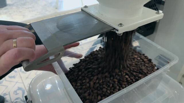 Professional Roaster Operator Filling Green Plastic Tray with Stream of Fresh Roasted Coffee Beans Discharging from Industrial Machine Chute inside Specialty Roastery Production Facility Close Up