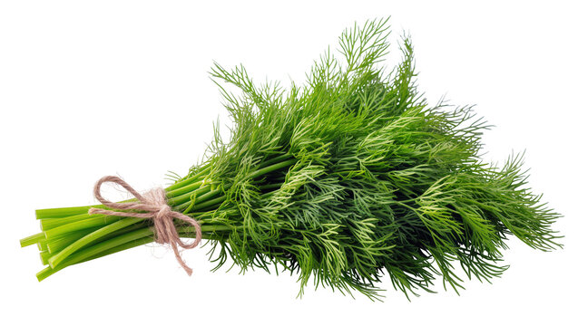 Fresh vibrant green bunch of dill tied with rustic twine, isolated on transparent background for culinary recipes and healthy eating concepts