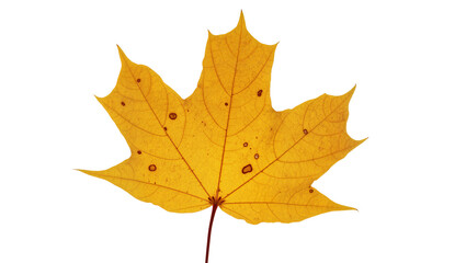 Obraz premium Vibrant golden maple leaf with intricate vein patterns and a slender brown stem, isolated on transparent background for autumnal designs