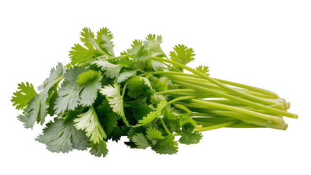Fresh vibrant bunch of cilantro leaves and green stems, isolated on transparent background for culinary recipes and healthy food designs