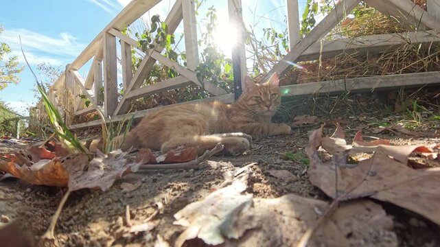 Zoom. Sunlit scene of a ginger cat lying peacefully on the ground near a wooden fence, with dry autumn leaves in the foreground and bright sky above