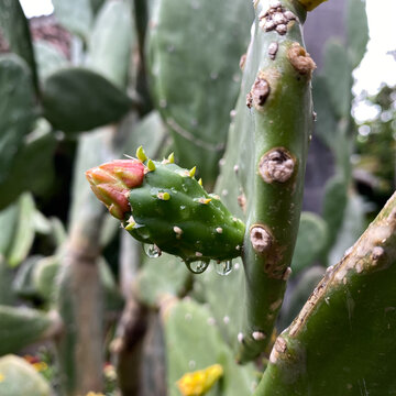 Macro Close-up of a Clear Water Droplet and a Developing Red Flower Bud on a Prickly Pear Cactus Pad. Detailed Nature Photography