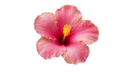 Vibrant pink hibiscus flower with a prominent yellow stamen, isolated on transparent background for tropical design elements and floral patterns © Julie