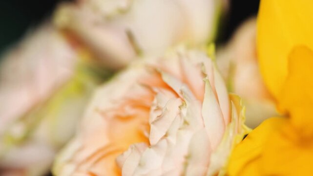 A detailed view of colorful flowers arranged together, great for editorial or commercial use,