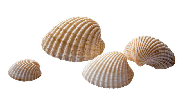 Three natural beige seashells with ridged textures and spiral patterns, isolated on transparent background for marine design elements