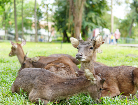 Javan Rusa Deer Resting in Green Park