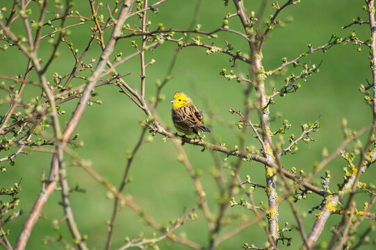 Wide shot of a yellowhammer male between branches on green background | Emberiza citrinella