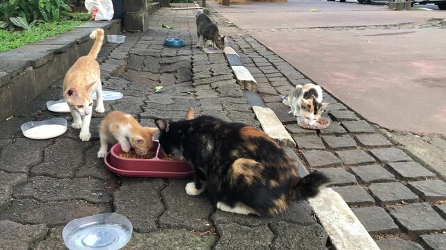 Stray cats and kittens eating food from bowls on a paved sidewalk outdoors in an urban environment.