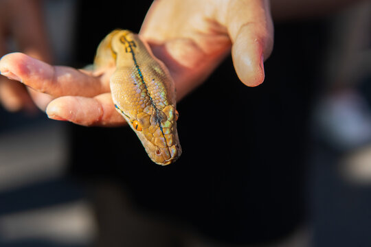 Colorful Python Snake on Hand in Close-Up View