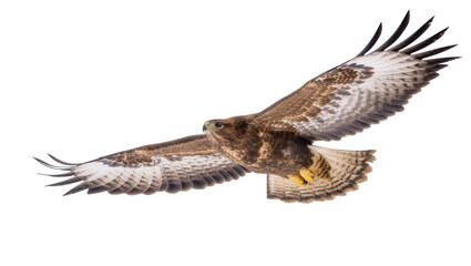 Fototapeta premium Powerful brown hawk soaring through the air with outstretched wings displaying intricate feather patterns, isolated on transparent background for wildlife designs