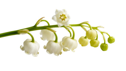 Delicate lily of the valley sprig with tiny white bell-shaped flowers and vibrant green stems, isolated on transparent background for springtime designs © Julie