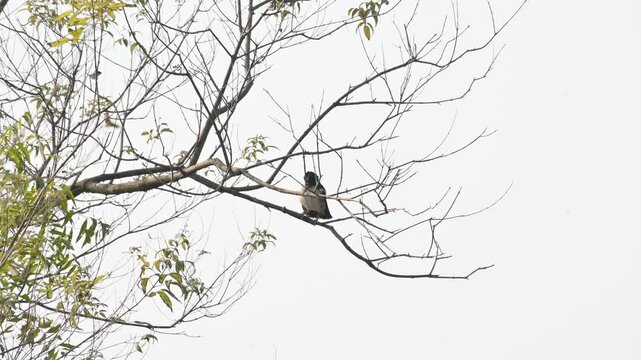 Indian pied myna or Gracupica contra. Its species&nbsp;of&nbsp;starling&nbsp;found in the&nbsp;Indian subcontinent. They are perched on branch of a tree, set against the backdrop of a blue sky. Asian pied starling brid. 