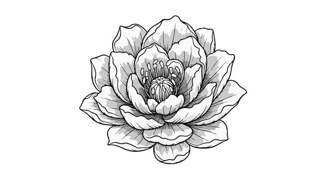 Black and white sketch of a full blooming peony with detailed petals and stamen