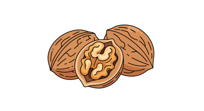 Stylized depiction of two whole walnuts and one halved walnut revealing its textured interior kernel and shell details against a white background