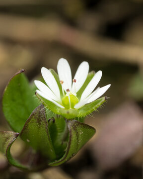 正面から捉えたハコベの小さな白い花 / Front view of a tiny white Stellaria media flower
