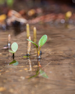 雪解け水の流れる水面から芽吹いた瑞々しい双葉 / Fresh green sprouts budding from the water surface of snowmelt