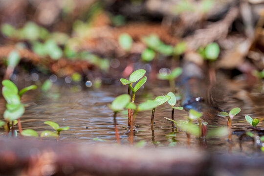 小川の浅瀬で冠水しながら芽生えた野草の新芽 / Wild plant sprouts budding while submerged in a shallow stream
