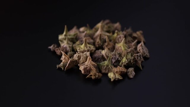 Tribulus taiwanense - Bindii