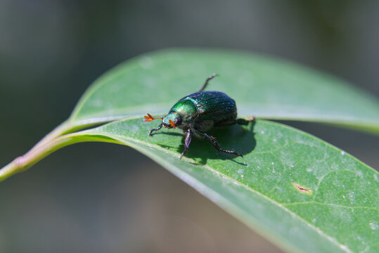 Shiny green Cetonia aurata beetle with red antennae on leaf, close-up macro shot.
