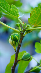 Obraz premium Close-up of green young figs growing on a branch of a fig tree.