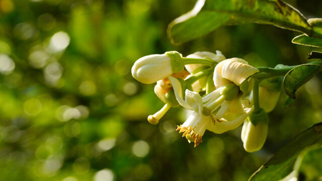 Pomelo flowers,Tiny pomelos grow on a pomelo tree