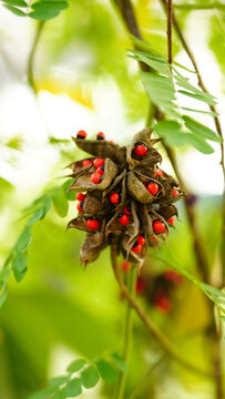 Rosary pea,Abrus precatorius)
