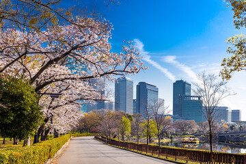 Fototapeta premium Scenic view of Osaka city skyline and skyscrapers framed by blooming pink cherry blossoms in Osaka Castle Park. A perfect blend of modern urban architecture and traditional Japanese spring nature.