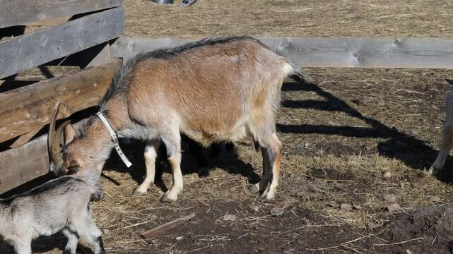 Two goats standing side by side, likely domesticated
