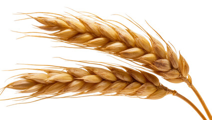Golden ripe wheat stalks with delicate feathery awns, beautifully isolated on transparent background for agricultural design elements © Johanna