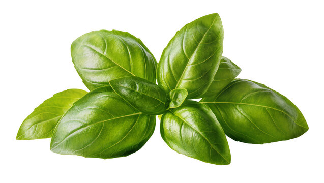 Vibrant fresh basil sprig with glossy dark green leaves showcasing natural texture and detail, isolated on transparent background for culinary designs