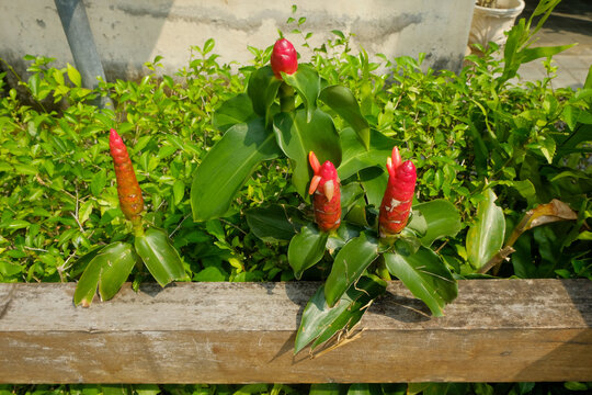 Red button ginger flowers blooming in a tropical garden. Vibrant red Costus woodsonii flowers, also known as red button ginger, growing behind a wooden fence. Lush green tropical foliage in bright day