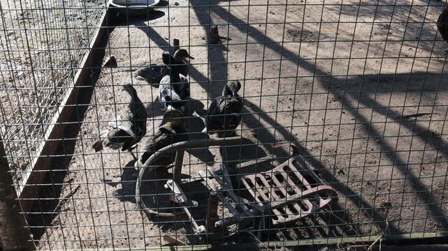Group of birds contained within a fenced area