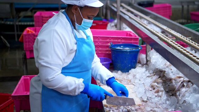 Workers are using knives to cut the sardines in order to pack them into cans, which is one of the processes and production lines in a canned fish factory