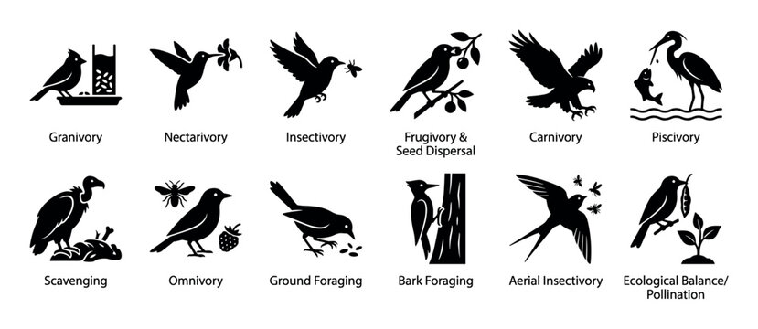 Collection of black silhouette icons illustrating various bird feeding behaviors and ecological roles, including granivory, carnivory, nectarivory, scavenging, and pollination