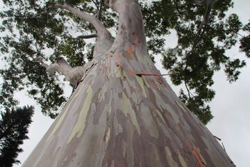 drzewo eukaliptusowe widok z dołu © Dariusz