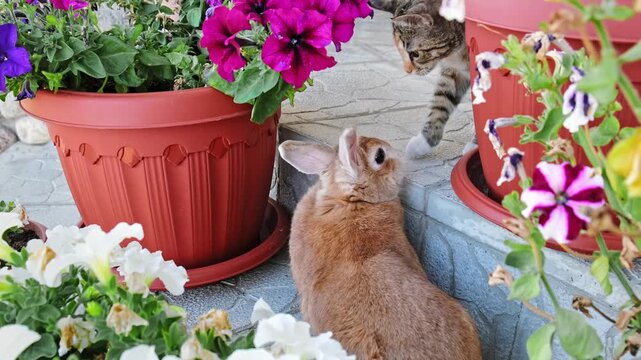 A brown decorative Easter bunny lying among pots of petunias. Domestic Rabbit and Cat sniff each other. A playful Tabby kitten sits in ambush. The hunting instinct. Pets on a walk. HQ 4K footage.