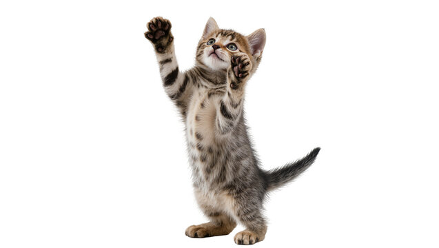 Playful tabby kitten standing on hind legs reaching upwards with a raised paw, isolated on transparent background for cute animal designs