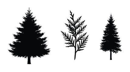 Three coniferous trees stand boldly against a white background silhouette © MDShawon