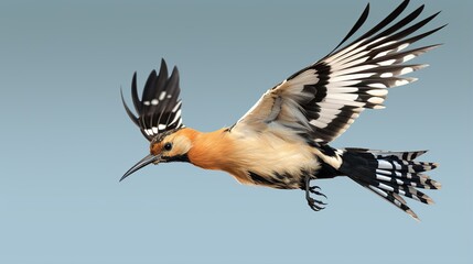 Fototapeta premium A brightly colored orange-brown bird in rapid flight with bold black and white wing pattern