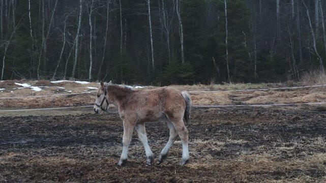 A brown horse stands in a field adjacent to a forest, ready for its next adventure