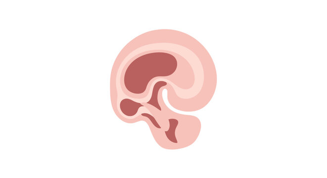 Human Brain Anatomy Medical Illustration. Vector Icon. EPS Editable