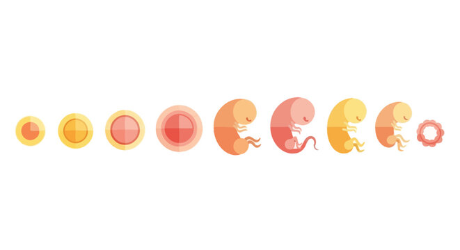 Human Embryo Development Stages 1. Vector Icon. EPS Editable