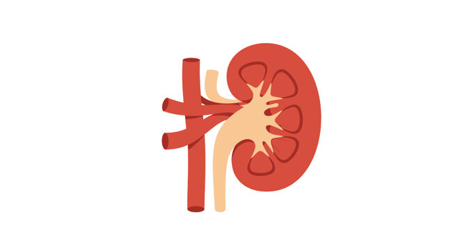 Human Kidney Organ Anatomy Illustration. Vector Icon. EPS Editable