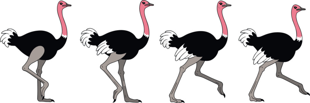Ostrich walking animation sequence set with different leg positions African bird wildlife movement vector illustration collection