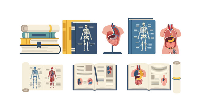 Anatomy human body model organs. Vector Icon. EPS Editable