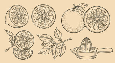 An outline sketch vector illustration of citrus fruits and leaves with a manual juicer © Crushin