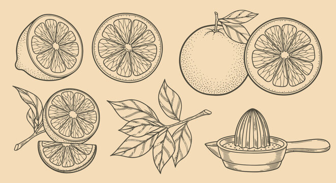 An outline sketch vector illustration of citrus fruits and leaves with a manual juicer