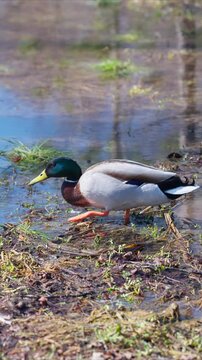 Ducks search food. Mallards forage on muddy shore. Male and female mallards hunt shallow water. Natural behavior captured of mallard ducks on pond at peaceful urban park
