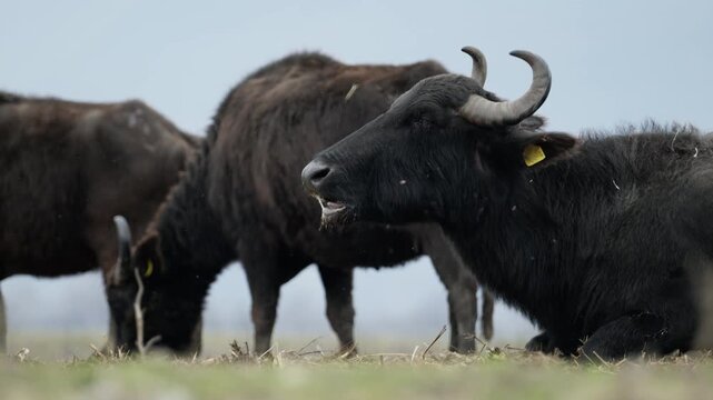 Tranquil scene of water buffaloes resting and grazing on open grasslands in Kerkini. Ideal for wildlife documentaries and nature-themed projects.